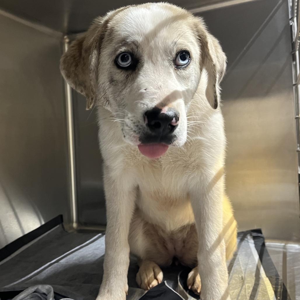 Enlarge Sandy, a Adoptable Mixed Breed in Pauls Valley, OK image 3/3