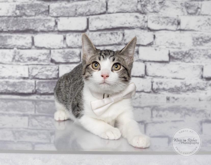 Enlarge Earl, a Adoptable American Shorthair in Knoxville, TN image 1/6