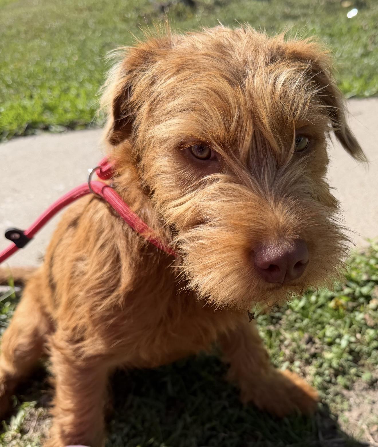 Enlarge Kimmy, a ADOPTABLE mixed breed in Westerly, RI image 3/4