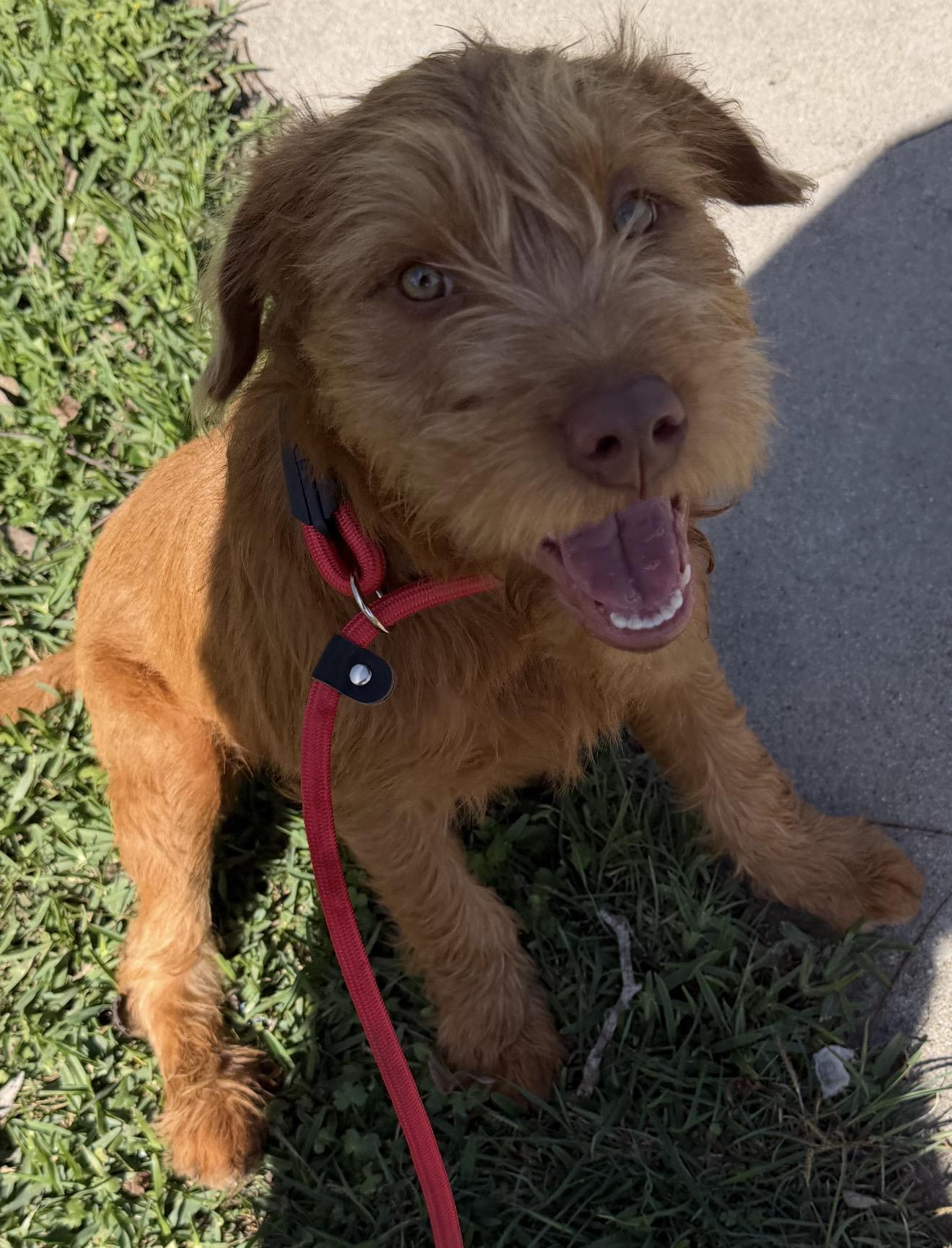 Enlarge Kimmy, a ADOPTABLE mixed breed in Westerly, RI image 4/4