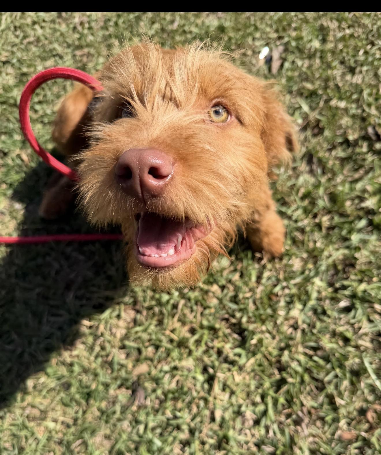 Kimmy, ADOPTABLE, Young Female Labradoodle.