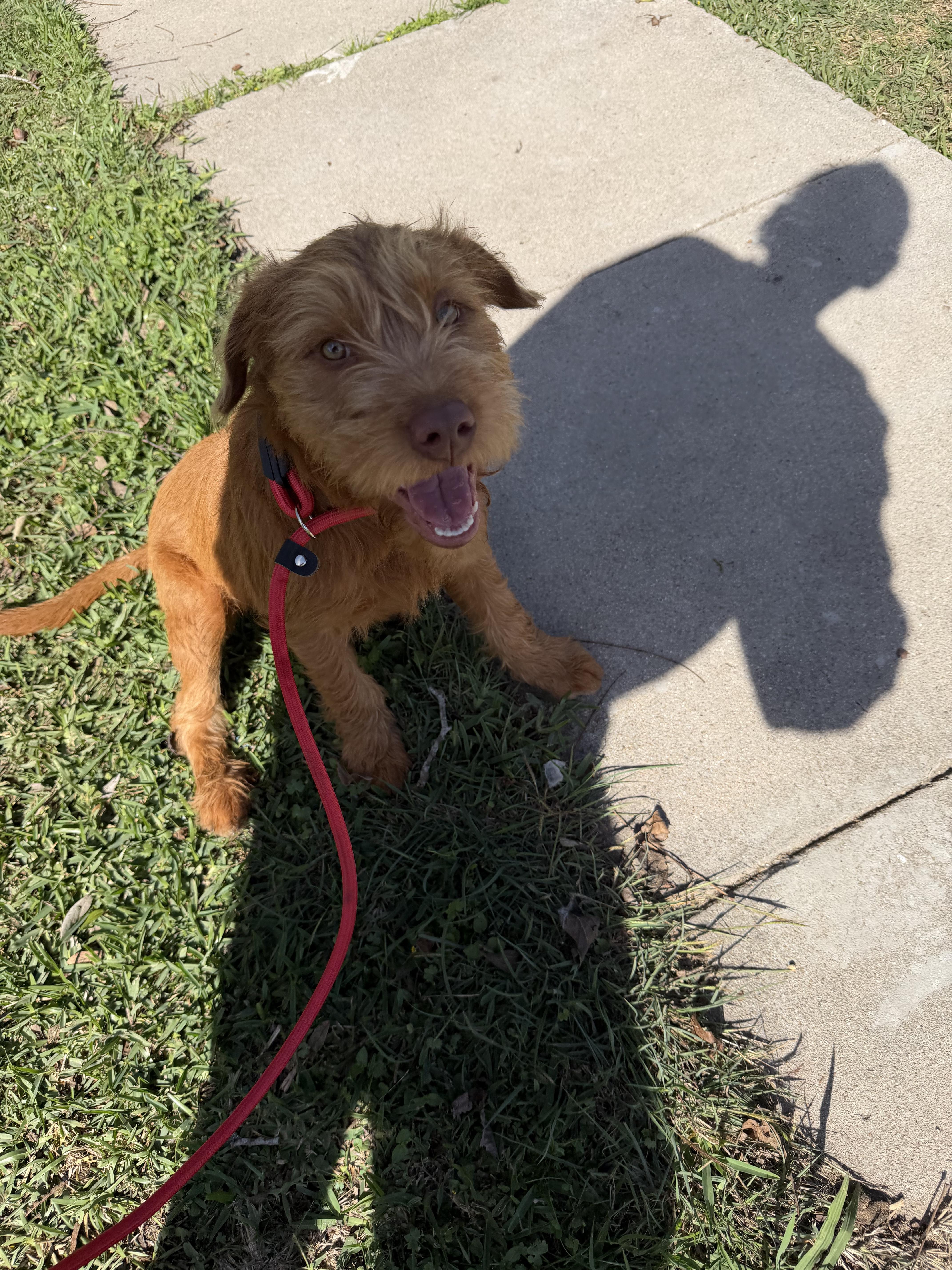 Enlarge Kimmy, a ADOPTABLE mixed breed in Westerly, RI image 2/4