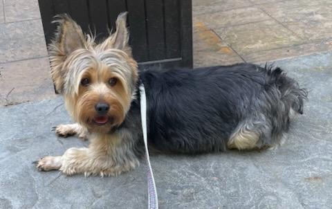 Frankie - Courtesy Post, Adoptable, Adult Male Silky Terrier.