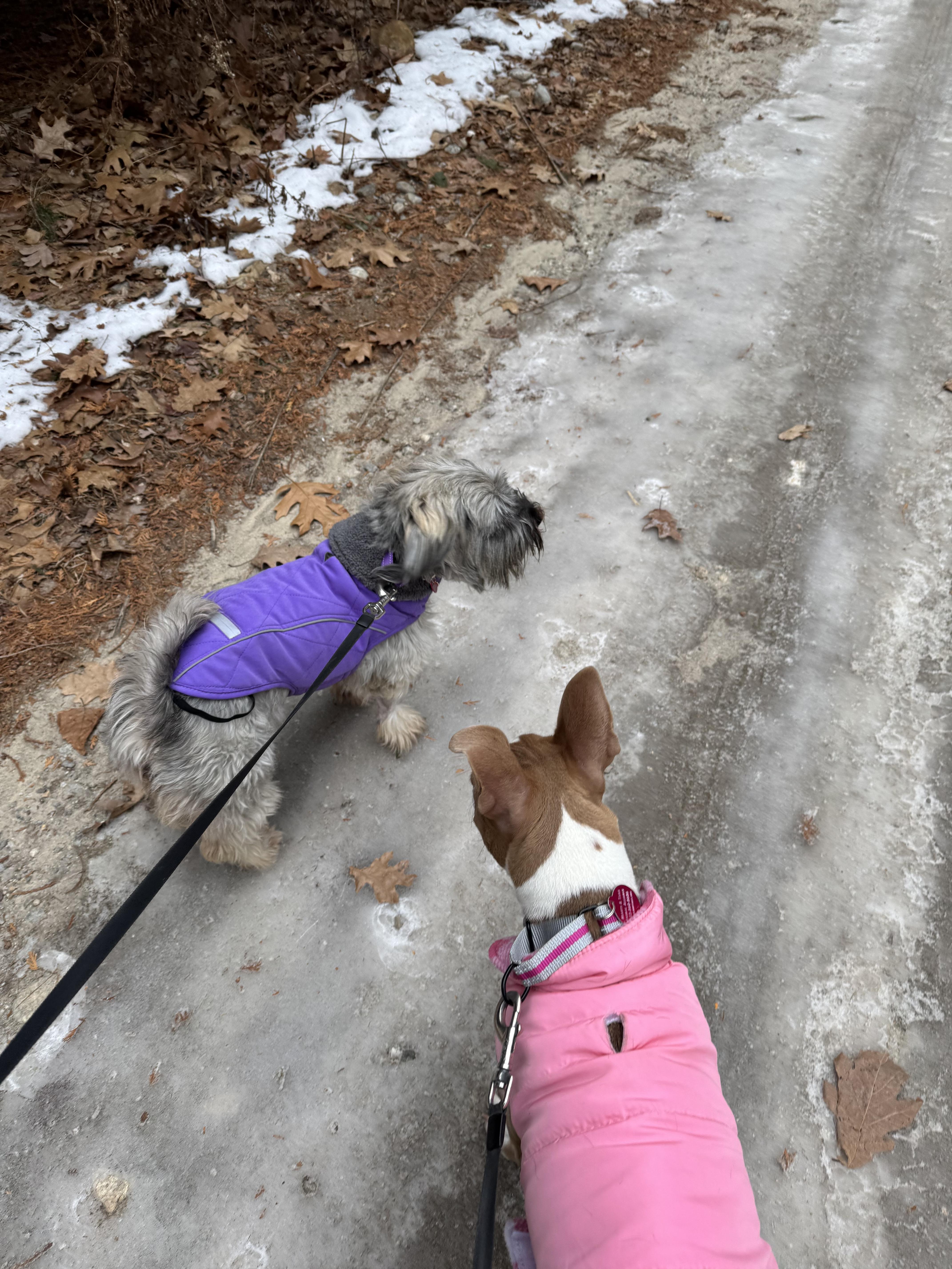 Enlarge Mia, a ADOPTABLE mixed breed in Weare, NH image 4/6