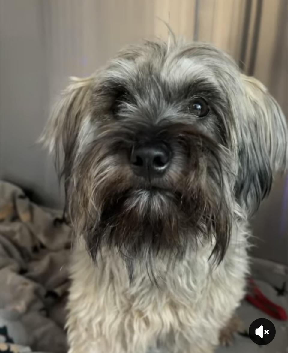 Enlarge Mia, a ADOPTABLE mixed breed in Weare, NH image 5/6