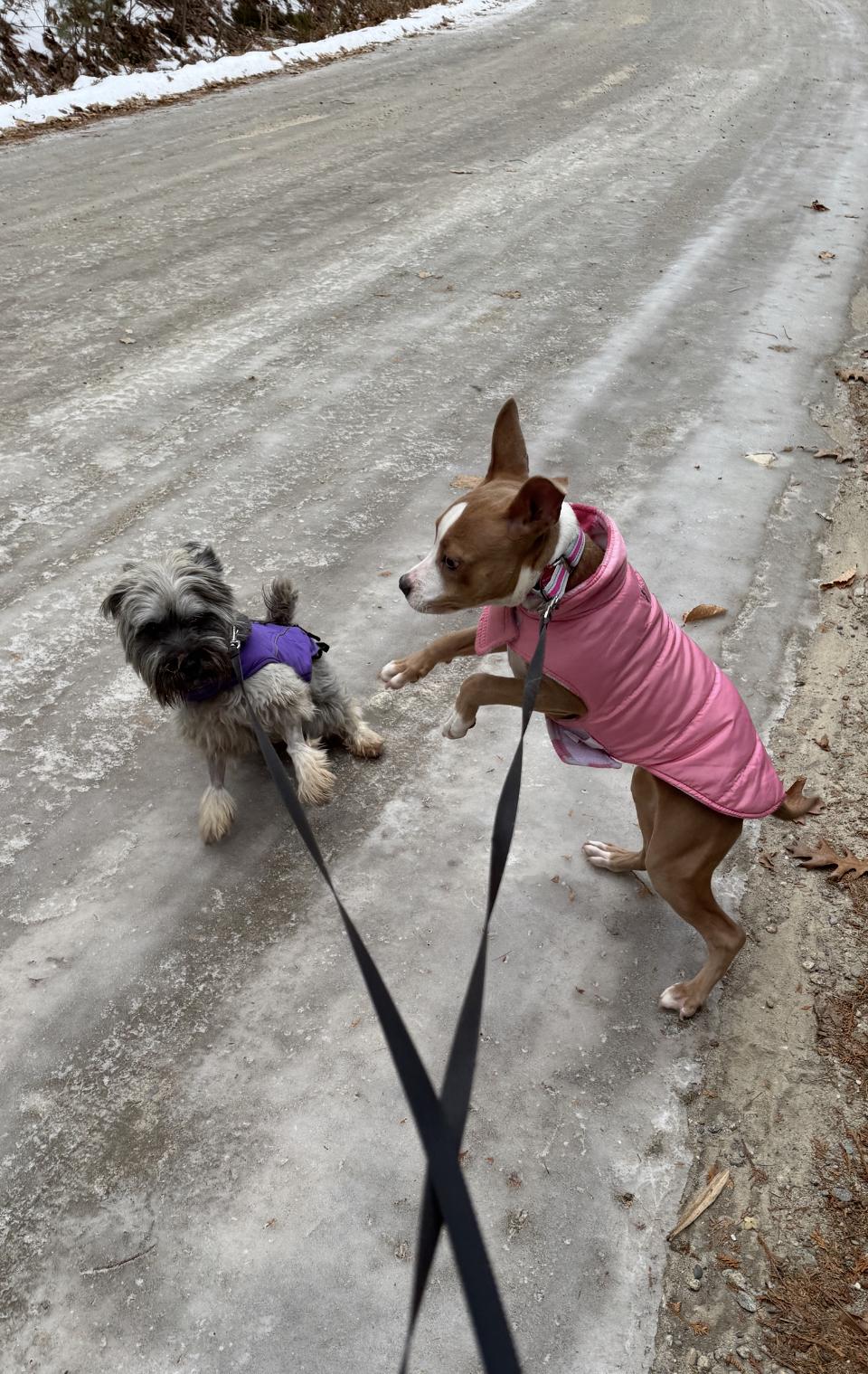 Enlarge Mia, a ADOPTABLE mixed breed in Weare, NH image 6/6