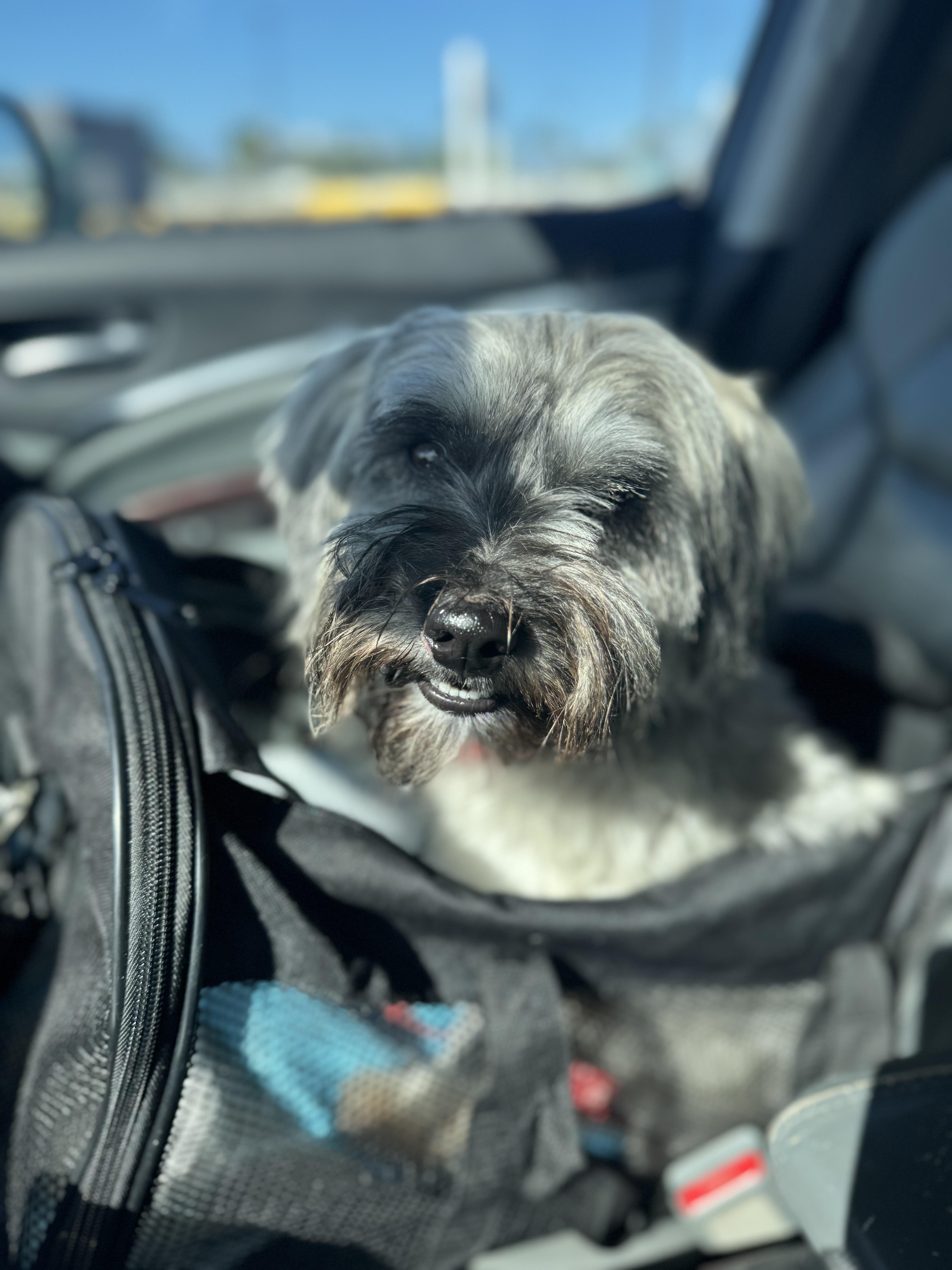 Enlarge Mia, a ADOPTABLE mixed breed in Weare, NH image 3/6