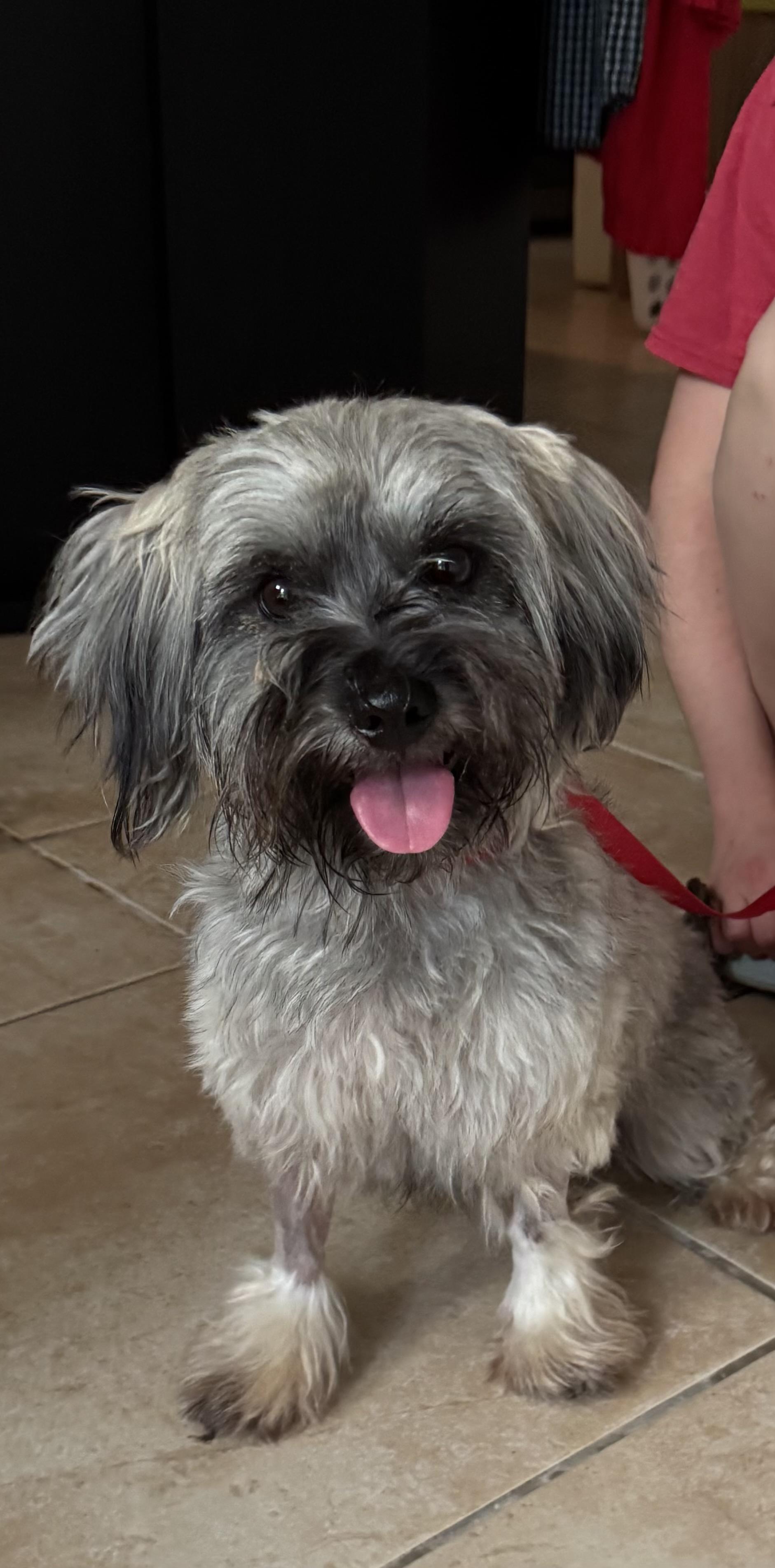 Mia, ADOPTABLE, Young Female Havanese.