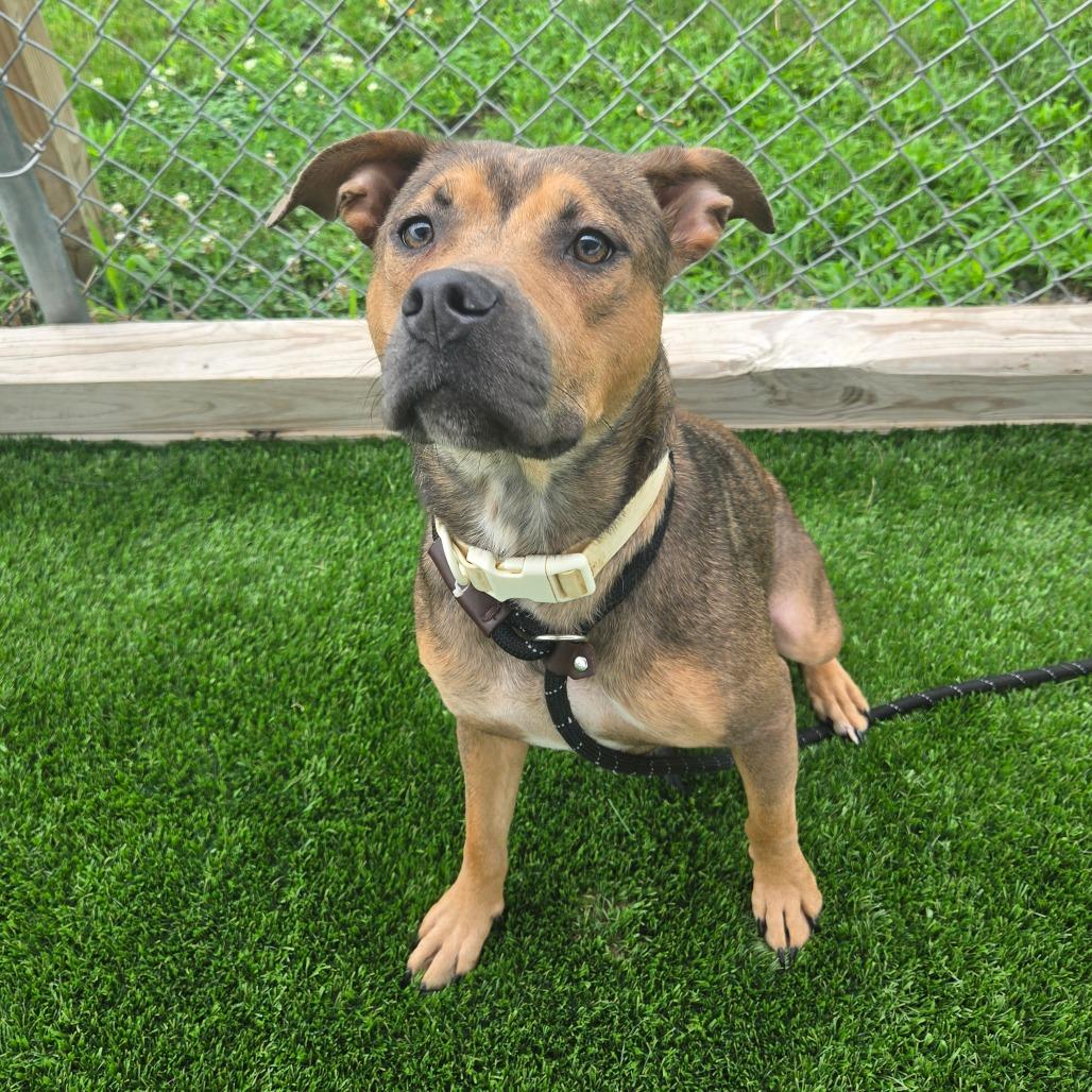 Vesta, Adoptable, Adult Female Mixed Breed & Mixed Breed.
