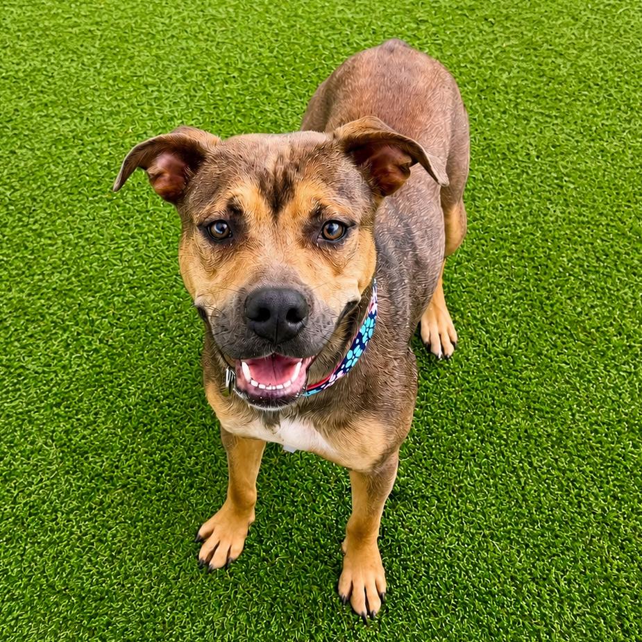 Enlarge Vesta, a Adoptable mixed breed in Binghamton, NY image 2/6