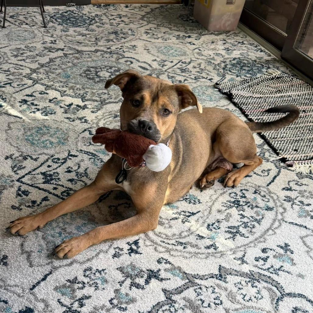 Enlarge Vesta, a Adoptable mixed breed in Binghamton, NY image 3/6
