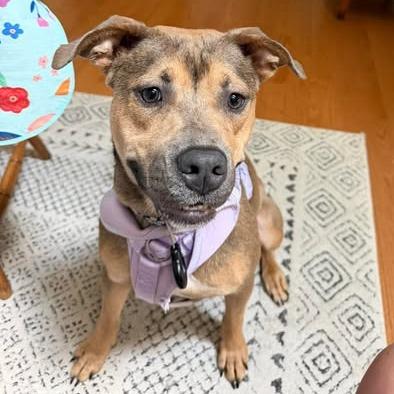 Enlarge Vesta, a Adoptable mixed breed in Binghamton, NY image 4/6