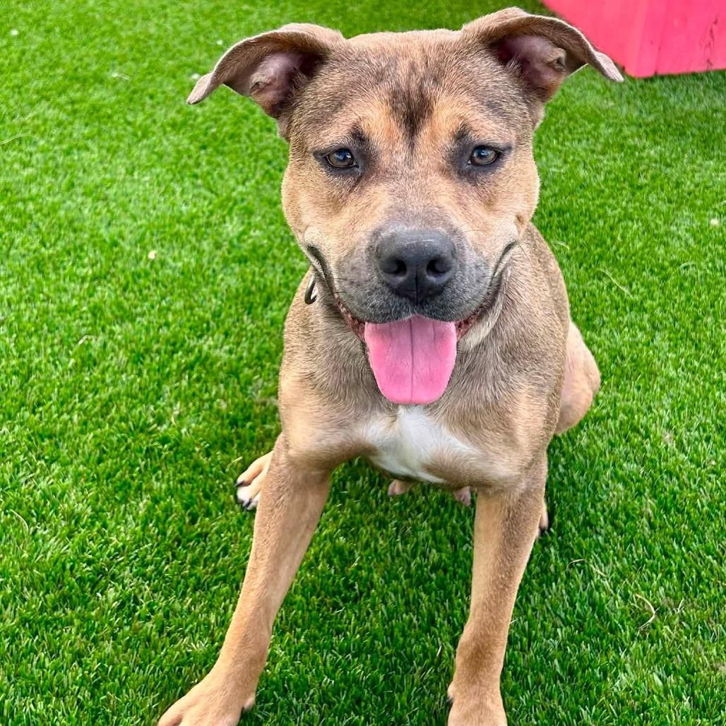 Enlarge Vesta, a Adoptable mixed breed in Binghamton, NY image 5/6