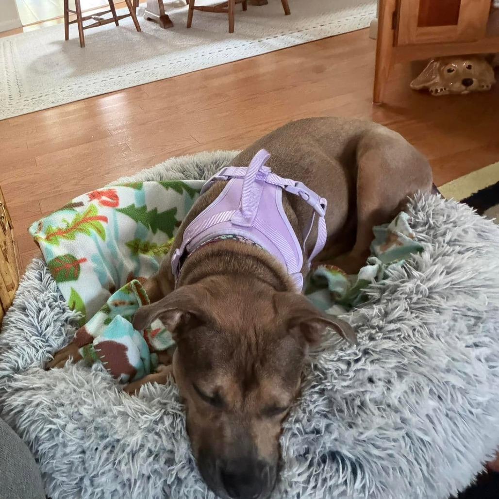 Enlarge Vesta, a Adoptable mixed breed in Binghamton, NY image 6/6