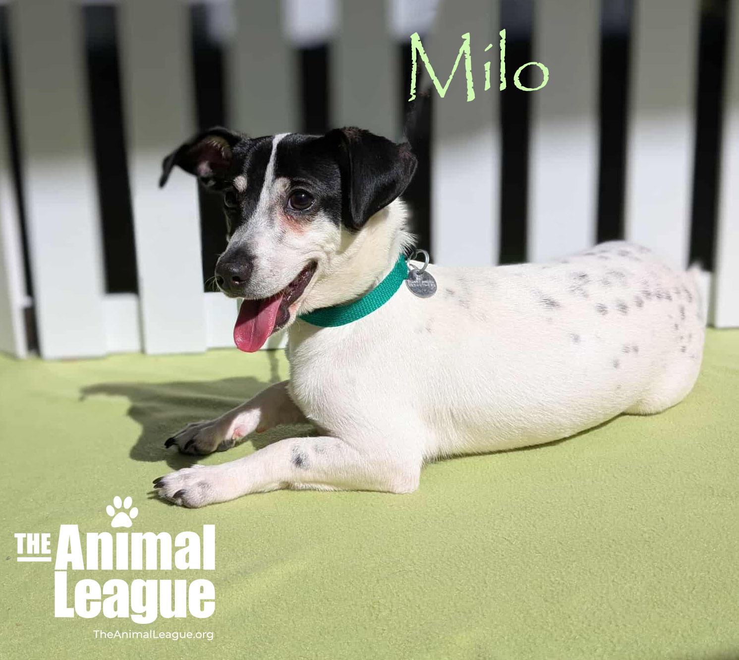 Milo