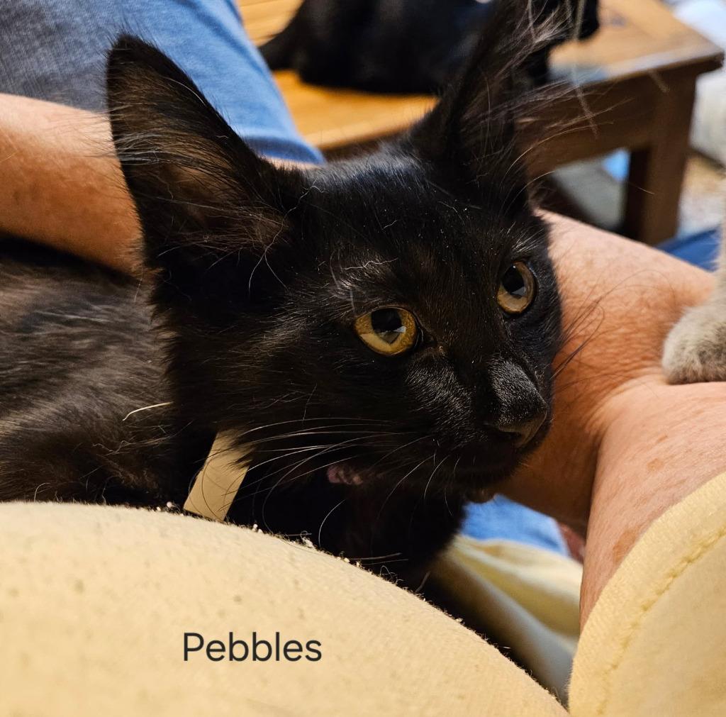Pebbles Flintstone, Adoptable, Kitten Female Domestic Medium Hair.