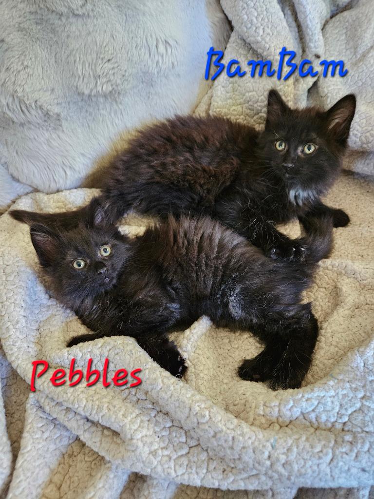Pebbles Flintstone, Adoptable, Kitten Female Domestic Medium Hair.