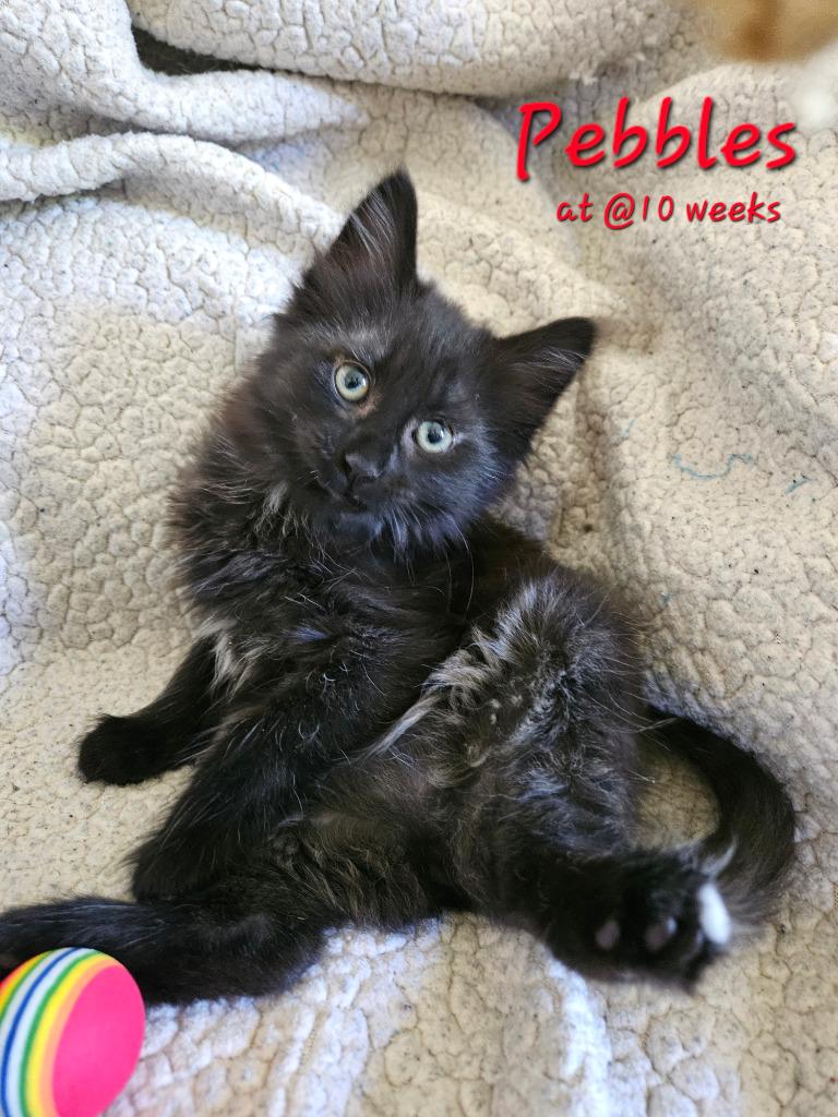 Pebbles Flintstone, a Adoptable mixed breed in Parkville, MD image 2/4