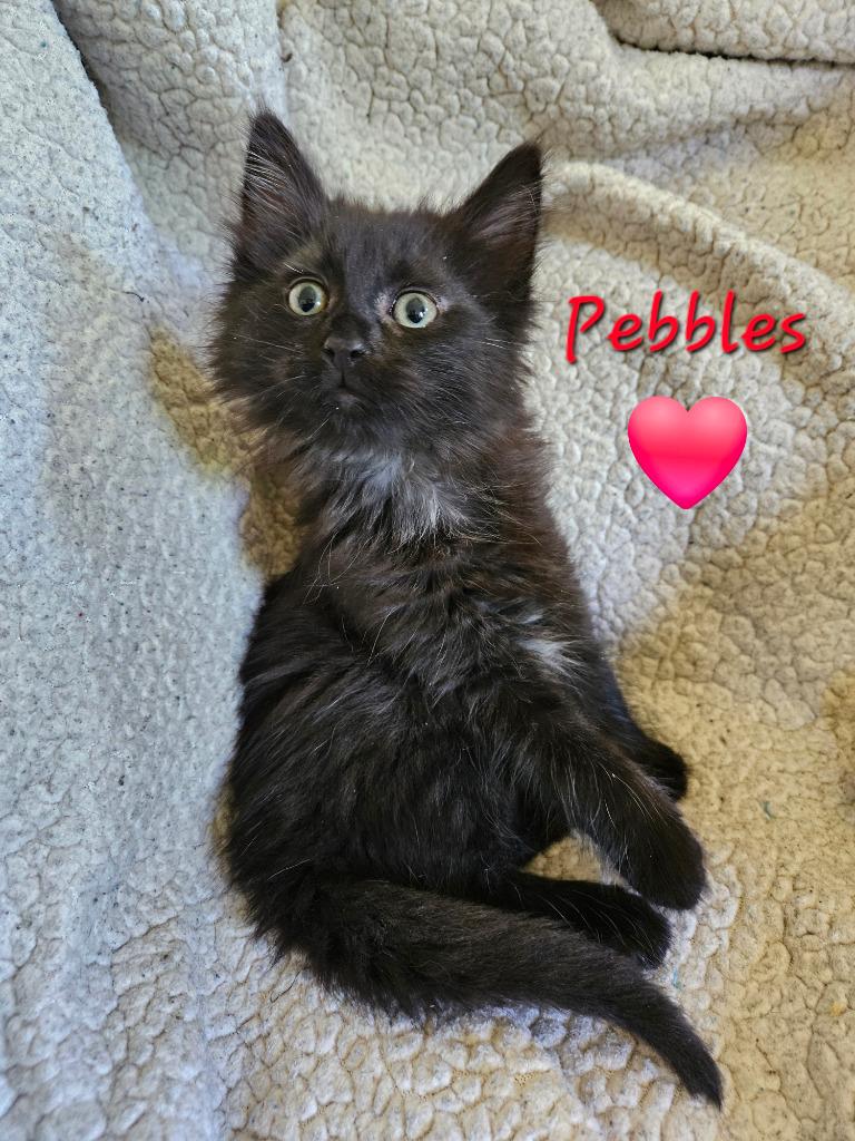 Pebbles Flintstone, a Adoptable mixed breed in Parkville, MD image 3/4