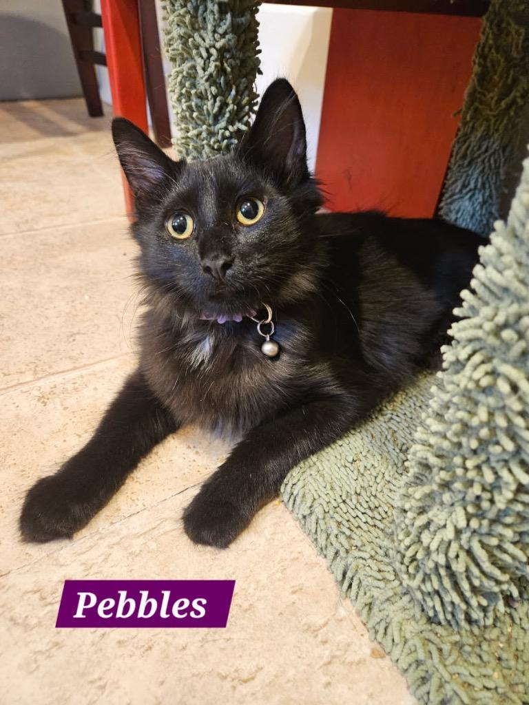 Enlarge Pebbles Flintstone, a Adoptable mixed breed in Parkville, MD image 5/6
