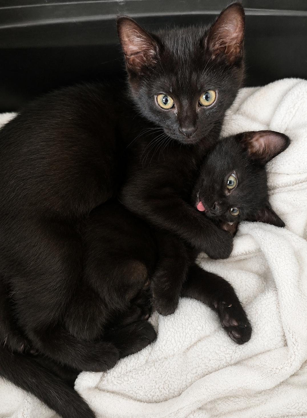 Uber, a ADOPTABLE Domestic Short Hair in West Saint Paul, MN image 2/3