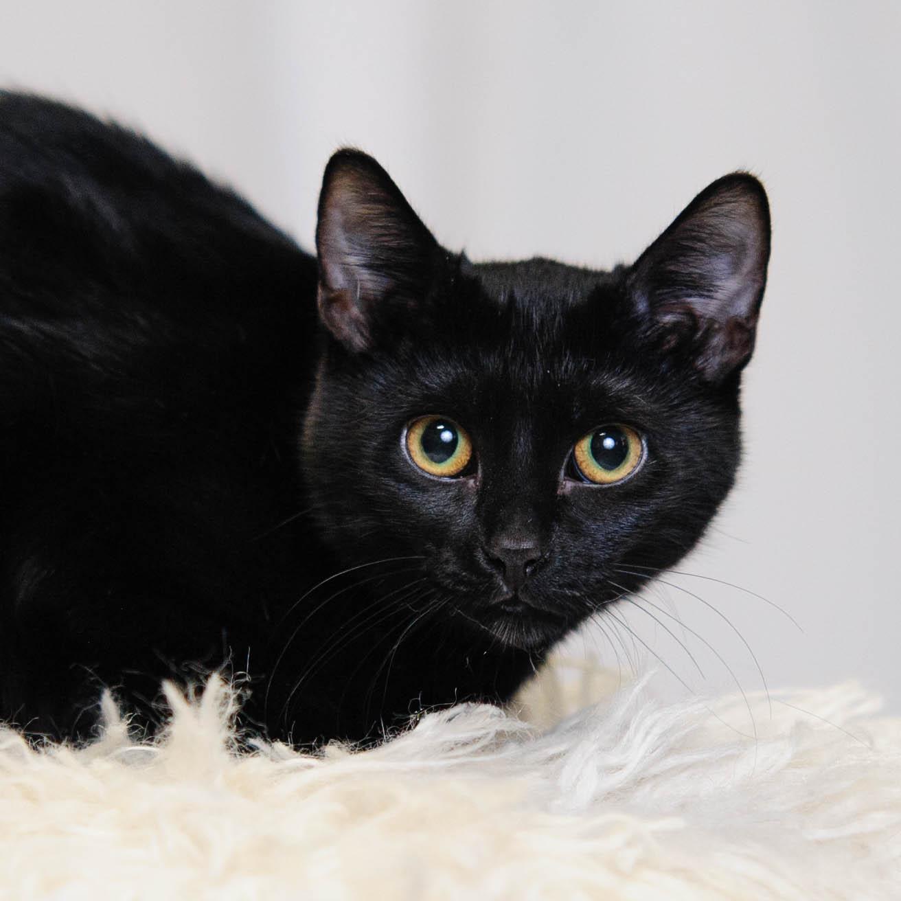 Enlarge Uber, a Adoptable Domestic Short Hair in West Saint Paul, MN image 1/5
