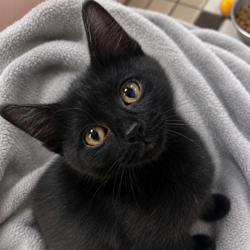 Uber, ADOPTABLE, Kitten Female Domestic Short Hair.