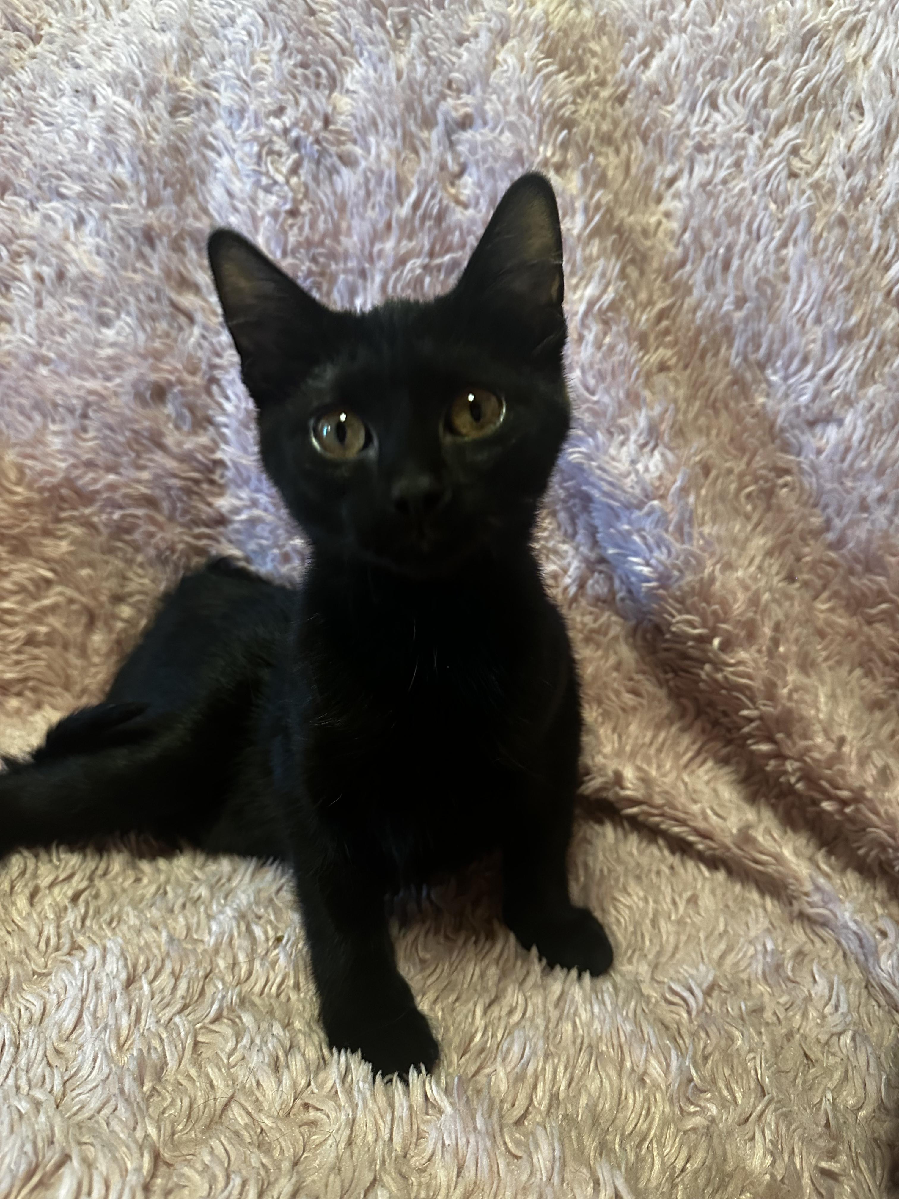 Uber, a ADOPTABLE Domestic Short Hair in West Saint Paul, MN image 4/4