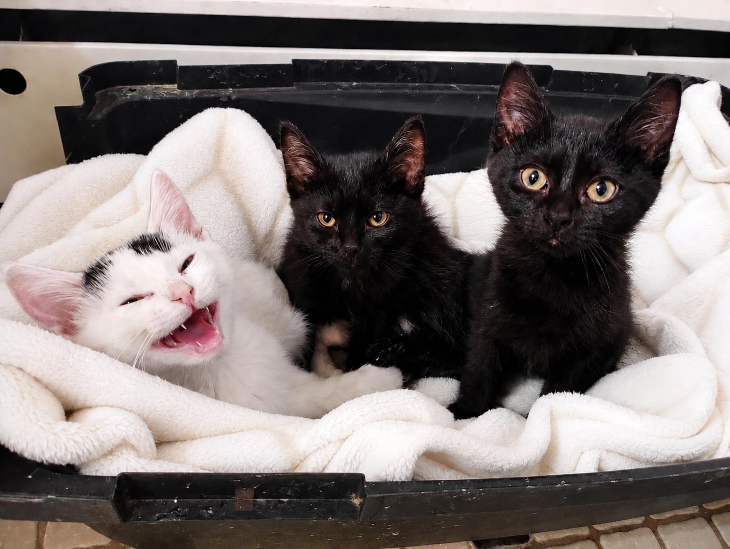 Uber, a ADOPTABLE Domestic Short Hair in West Saint Paul, MN image 3/3
