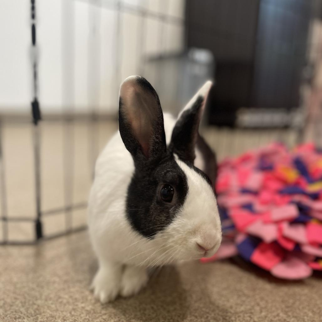 Enlarge Eleanor, a Adoptable American in Manchester, CT image 1/6