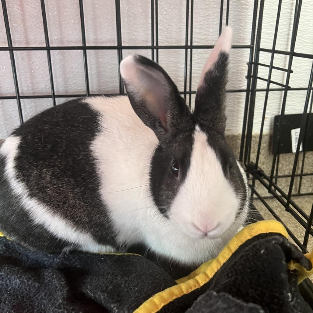 Enlarge Eleanor, a Adoptable American in Manchester, CT image 2/6