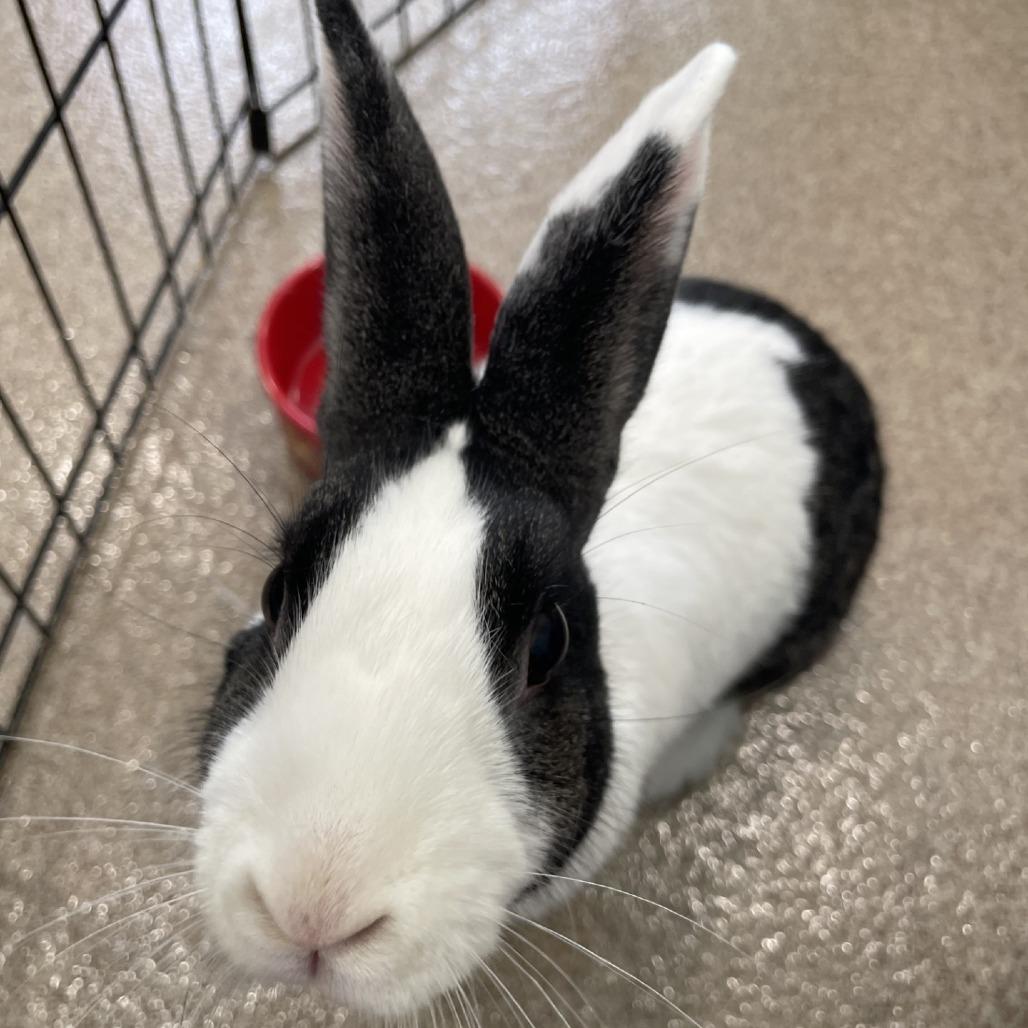 Enlarge Eleanor, a Adoptable American in Manchester, CT image 4/6