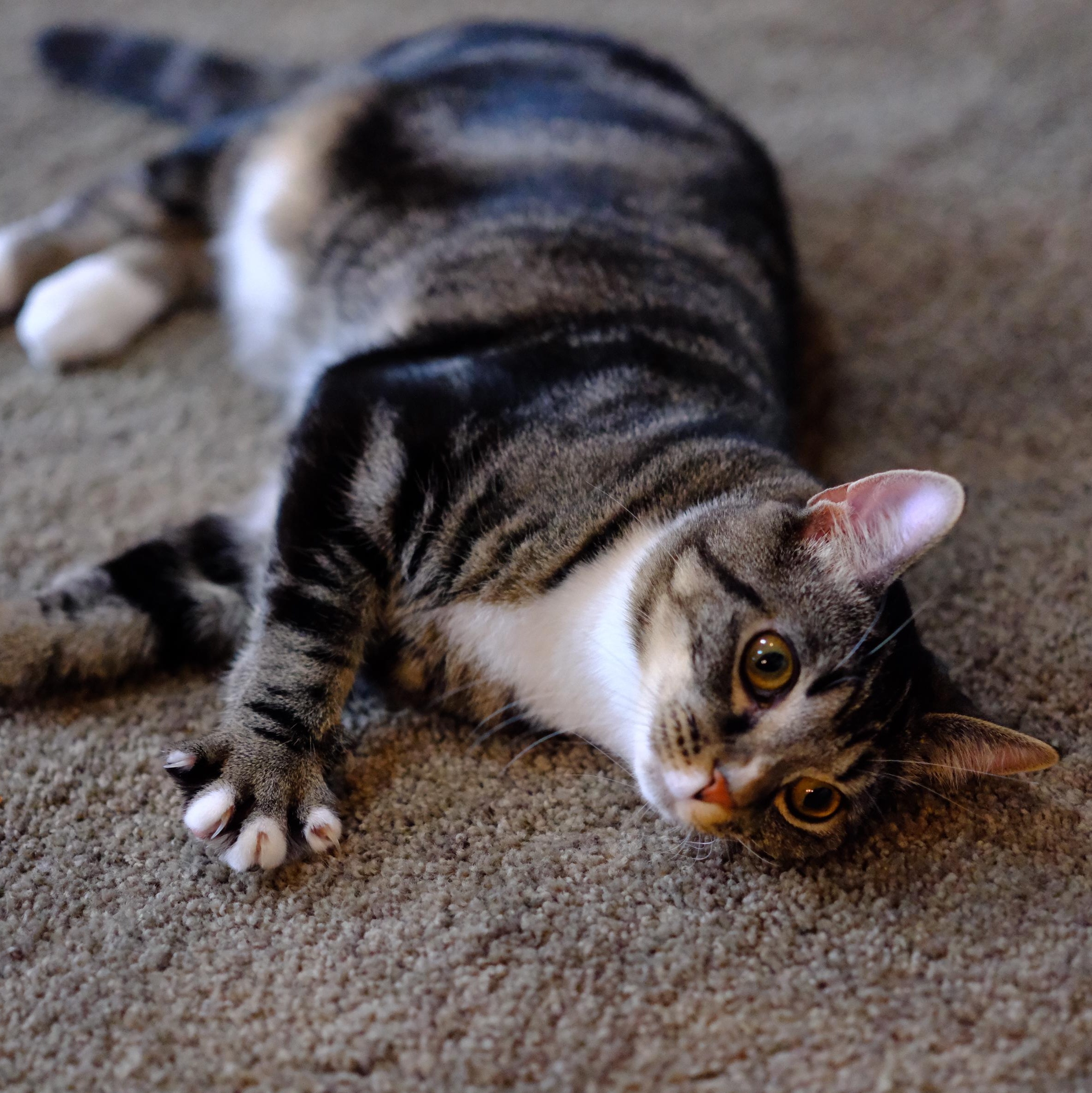 Kubota, an adoptable mixed breed in Germansville, PA image 5/5