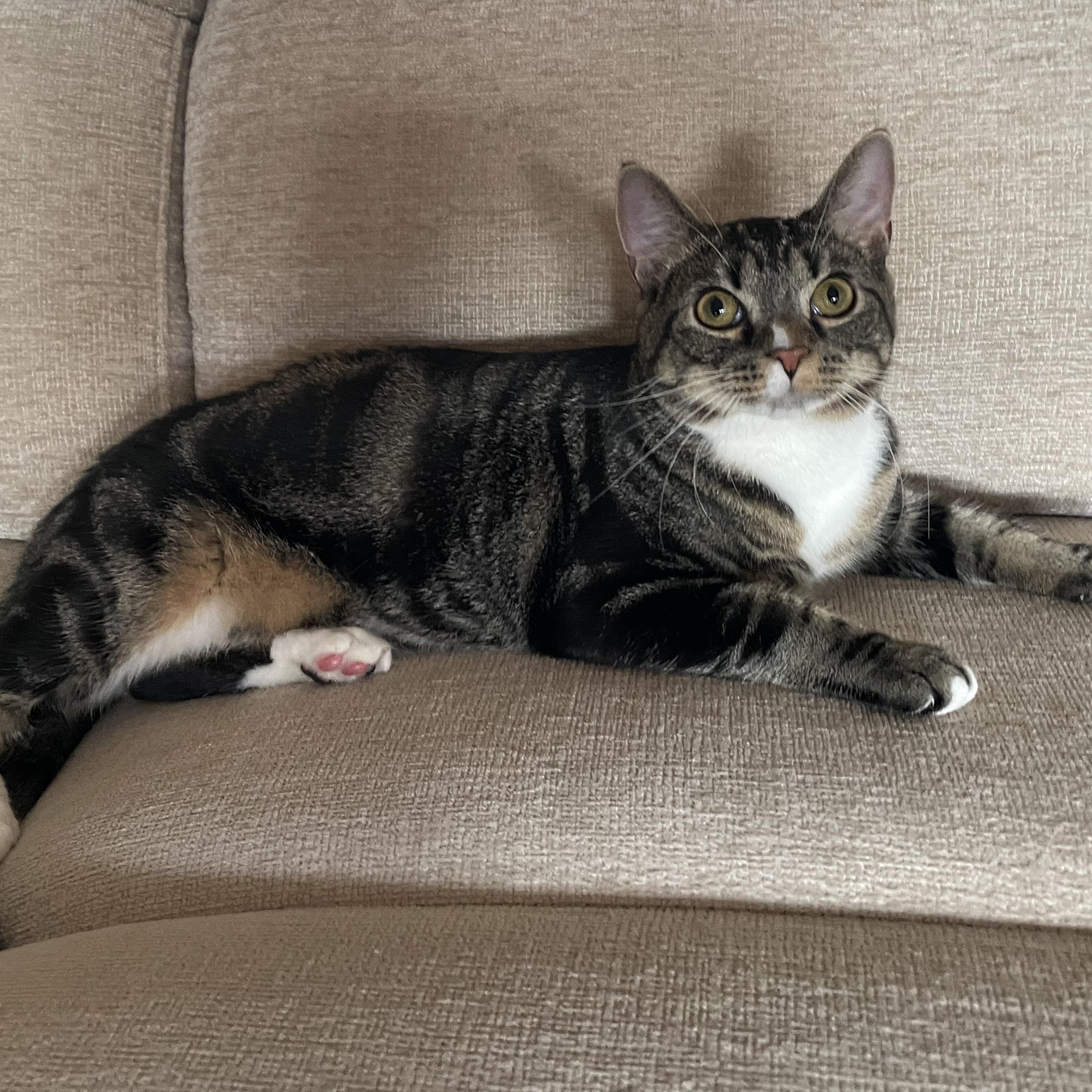 Kubota, adoptable, Young Male Domestic Short Hair & Tabby.