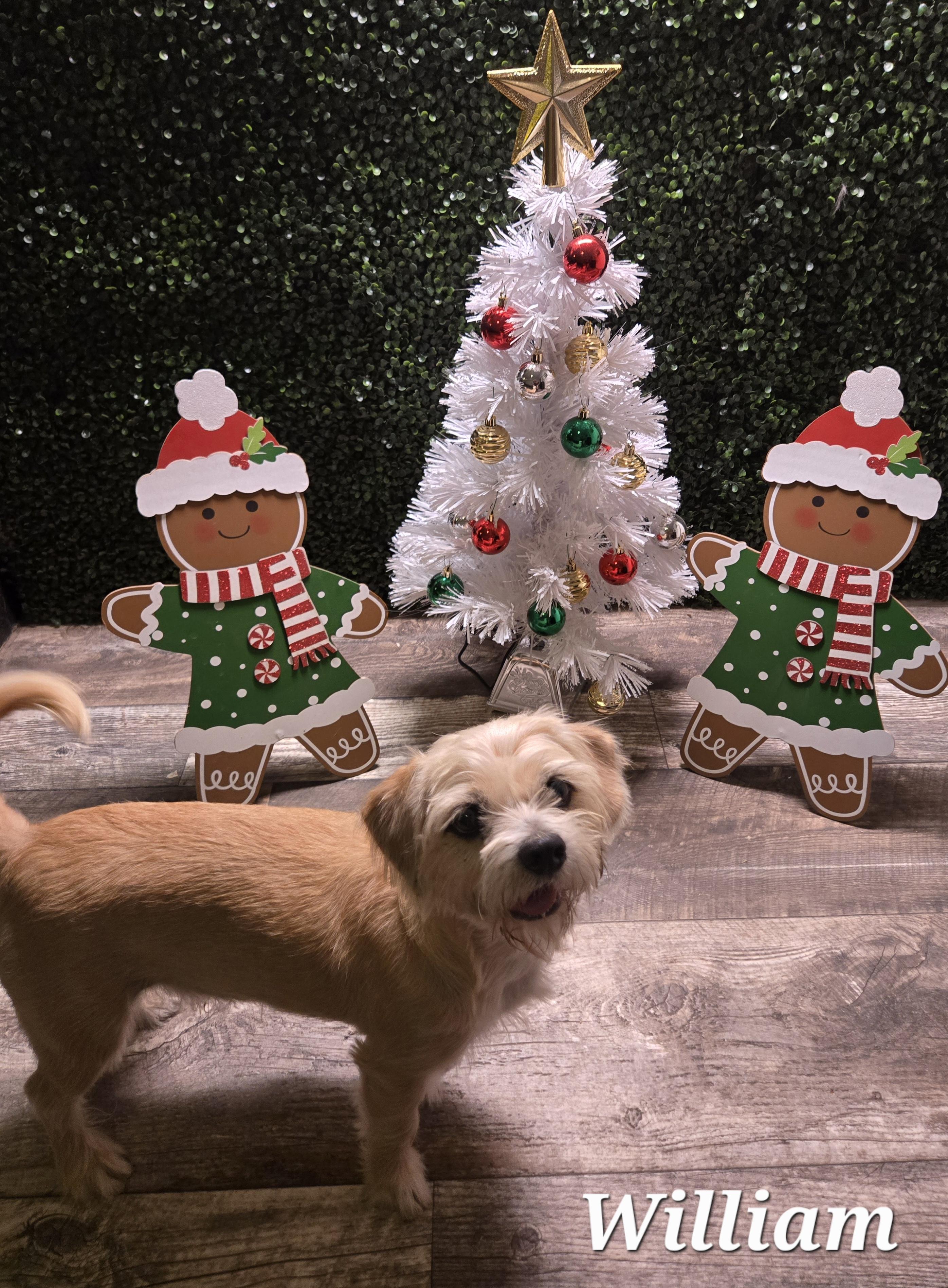 William, a Adoptable mixed breed in Fort Worth, TX image 2/3