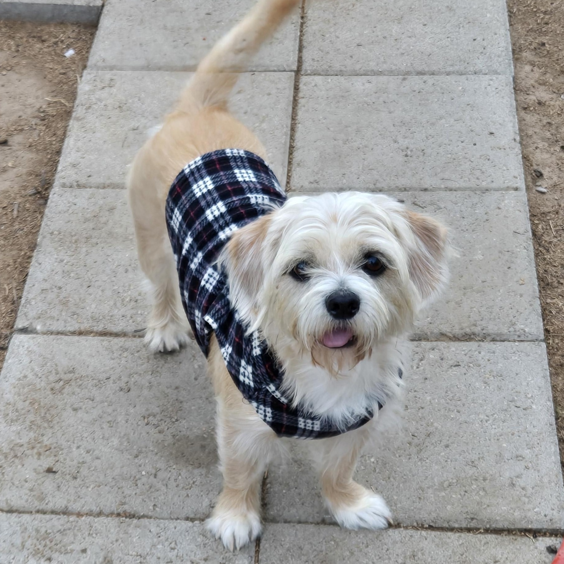 William, a Adoptable mixed breed in Fort Worth, TX image 3/3