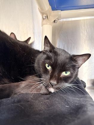 Kieran, Adoptable, Adult Male Domestic Short Hair & Domestic Short Hair.