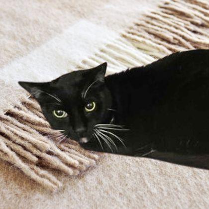 Enlarge Kieran, a Adoptable mixed breed in Bartlesville, OK image 2/3