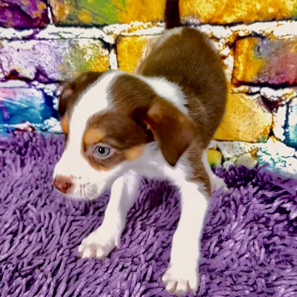 Conway, Adoptable, Puppy Male Mixed Breed.
