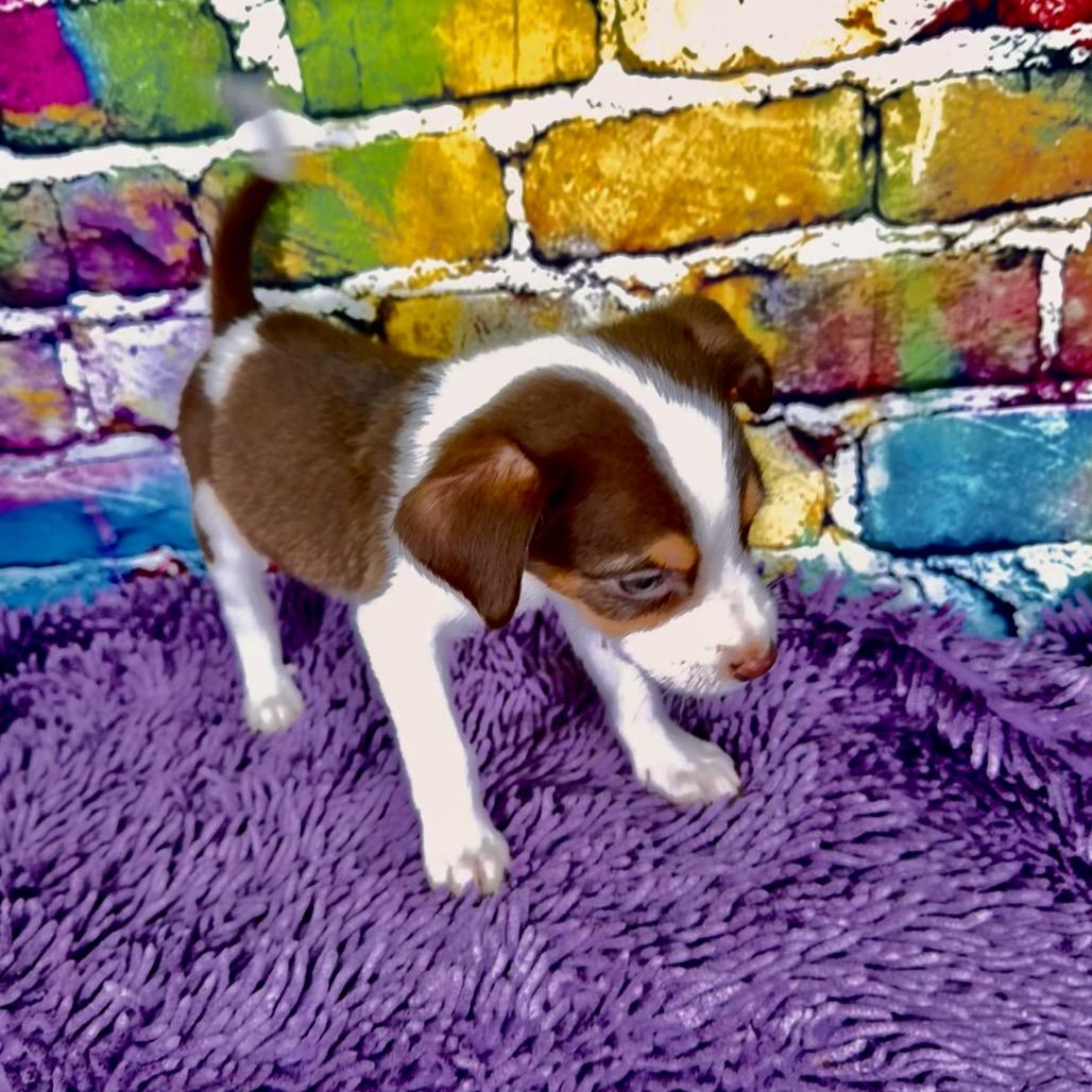 Enlarge Conway, a Adoptable Mixed Breed in Franklin, NC image 2/6