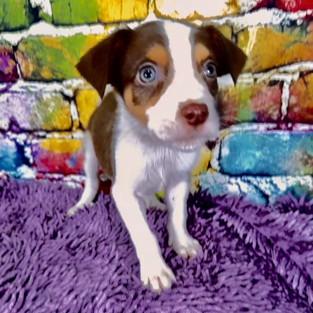 Enlarge Conway, a Adoptable Mixed Breed in Franklin, NC image 3/6