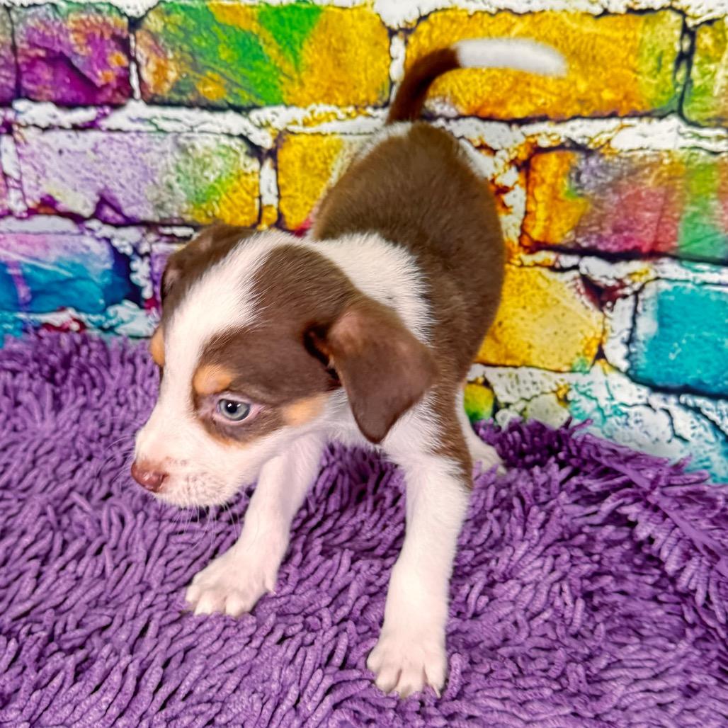 Enlarge Conway, a Adoptable Mixed Breed in Franklin, NC image 4/6