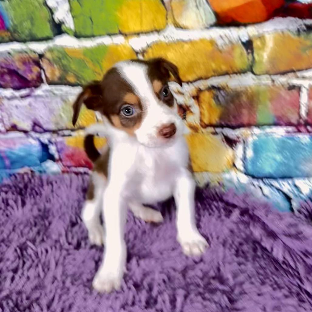 Enlarge Conway, a Adoptable Mixed Breed in Franklin, NC image 5/6