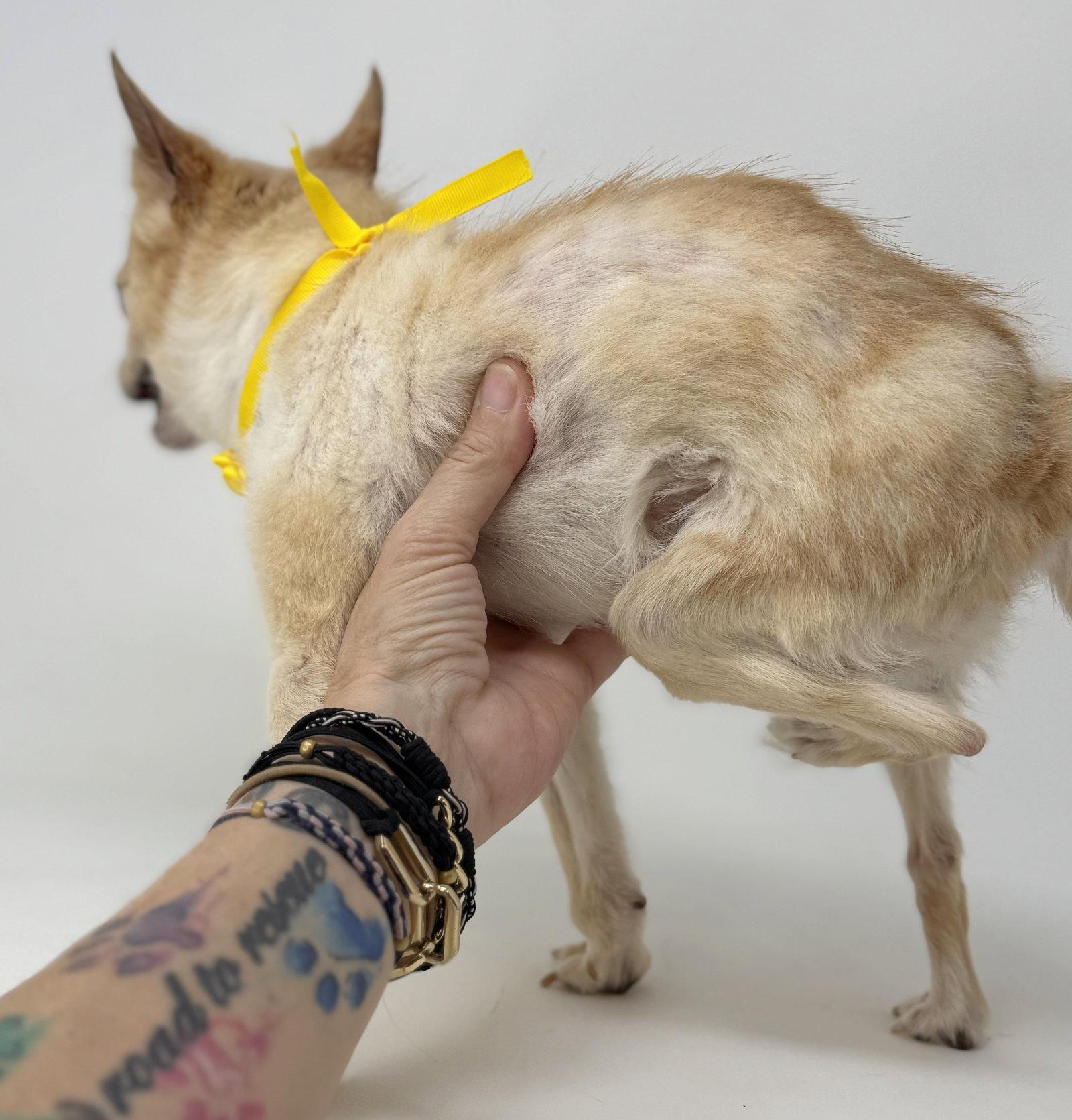 Enlarge Lemondrop, a Adopted Chihuahua in Benton, LA image 1/3