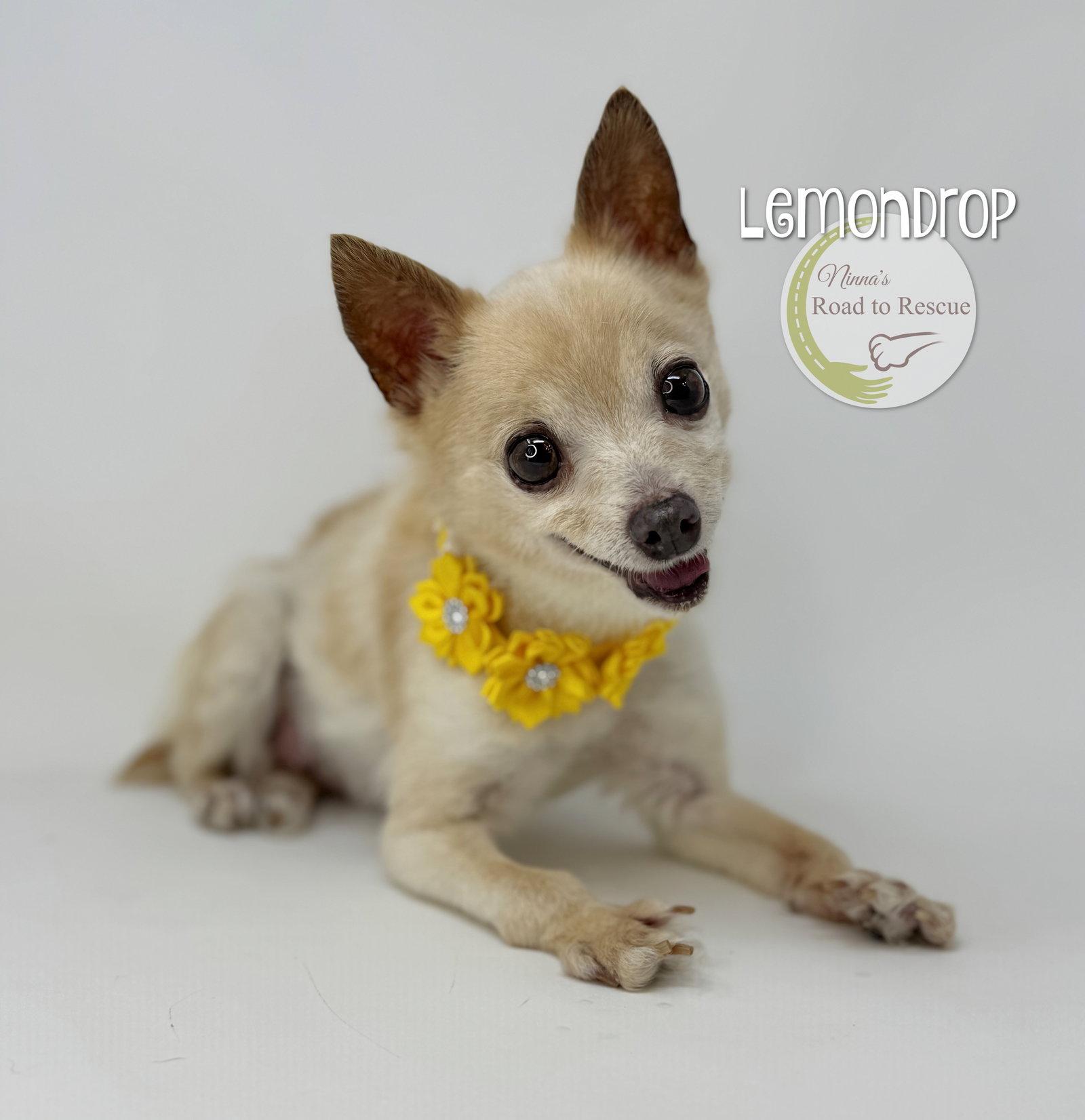 Enlarge Lemondrop, a Adopted Chihuahua in Benton, LA image 2/3