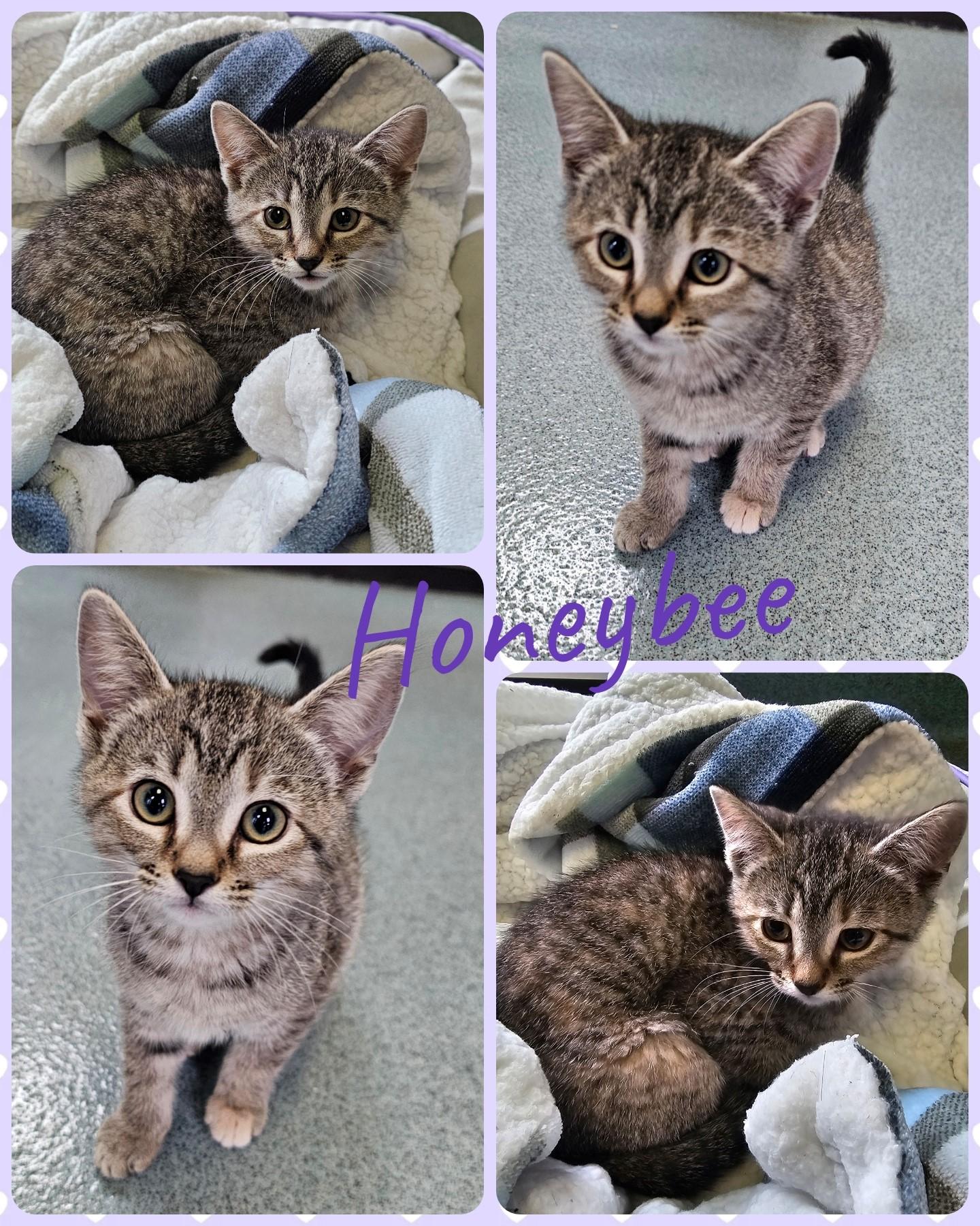 Honeybee, adopted, Kitten Female Domestic Short Hair.