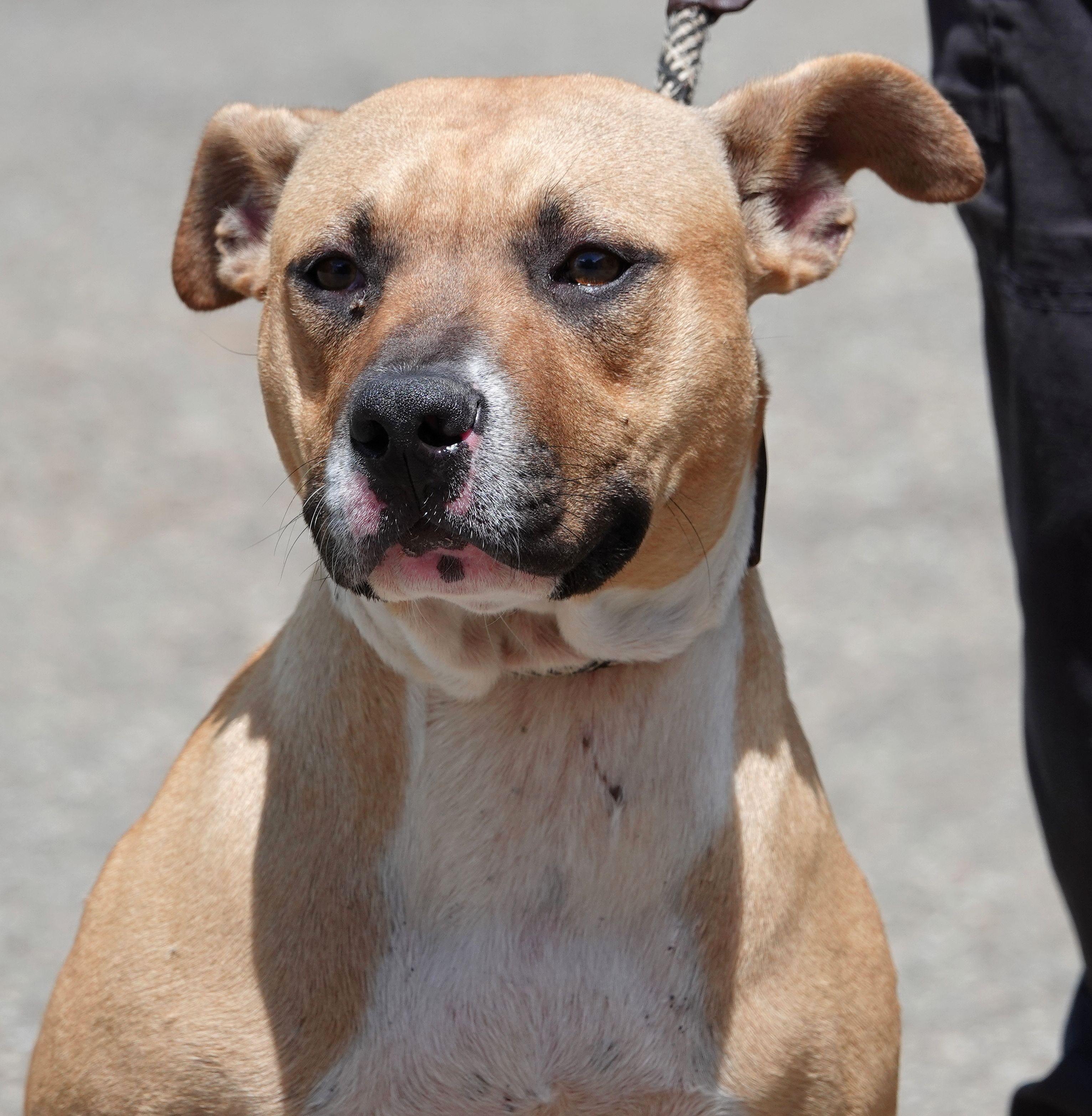 Smalls, a Adoptable mixed breed in Millfield, OH image 1/4