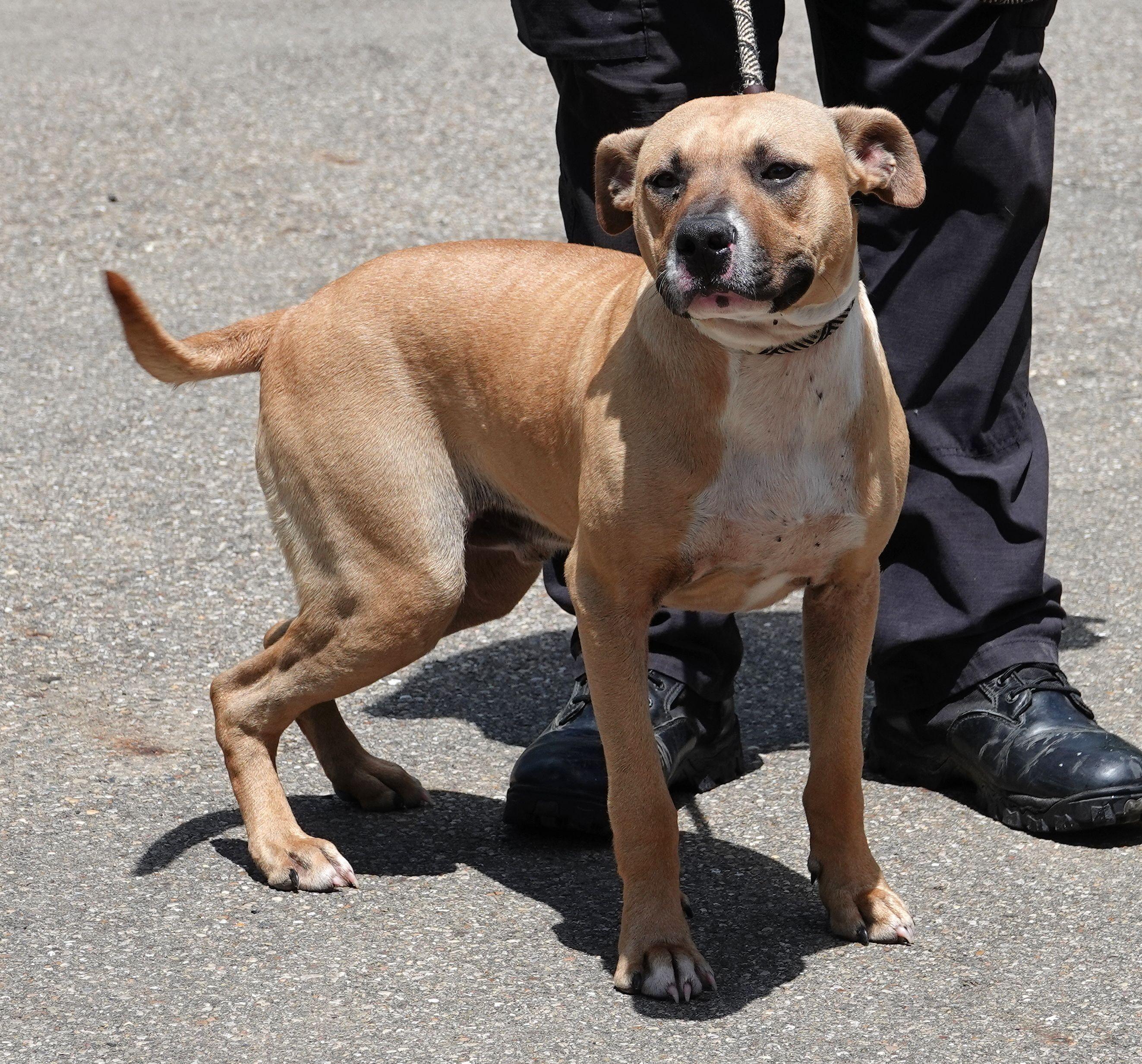 Smalls, a Adoptable mixed breed in Millfield, OH image 4/4