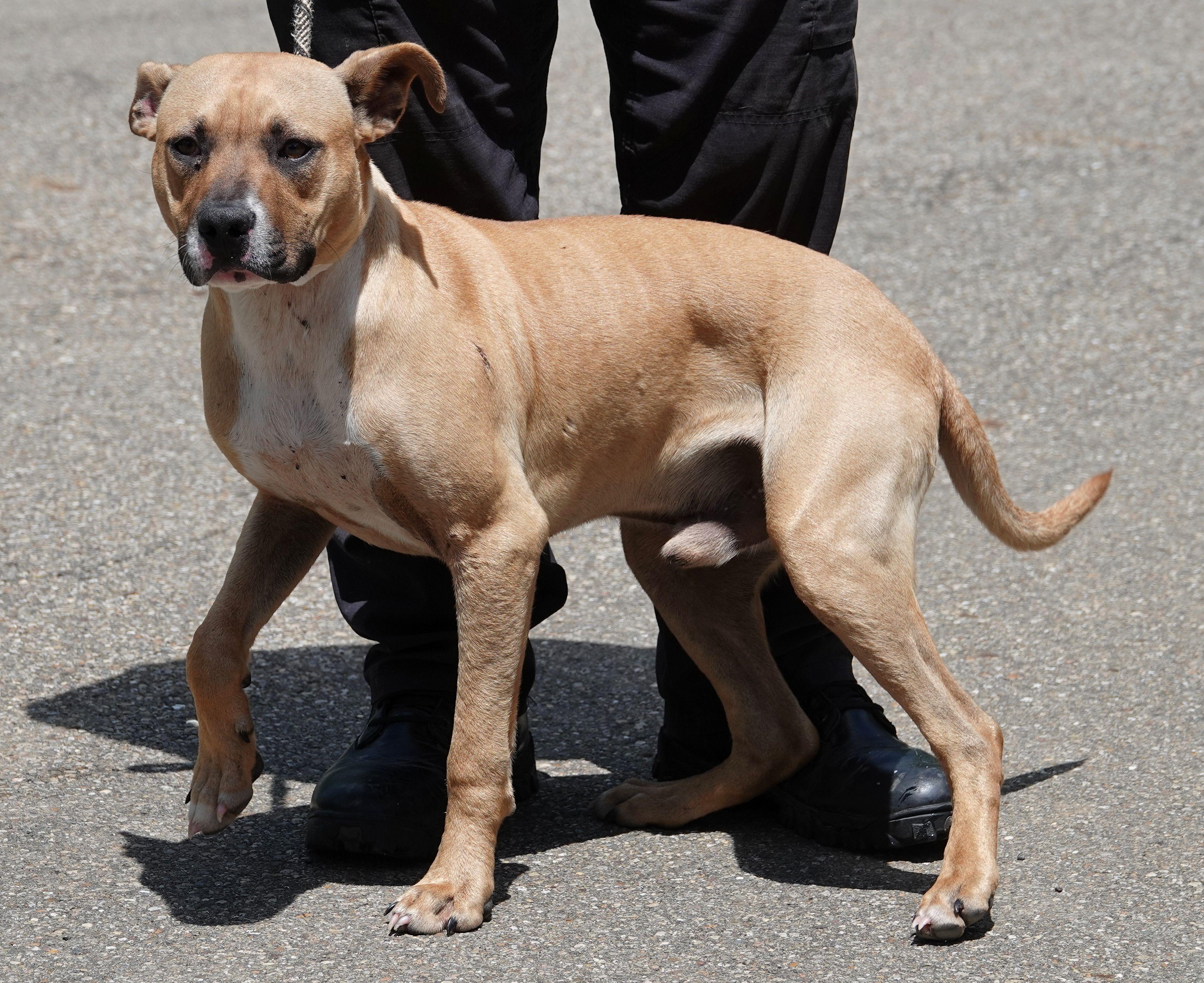 Smalls, a Adoptable mixed breed in Millfield, OH image 3/4