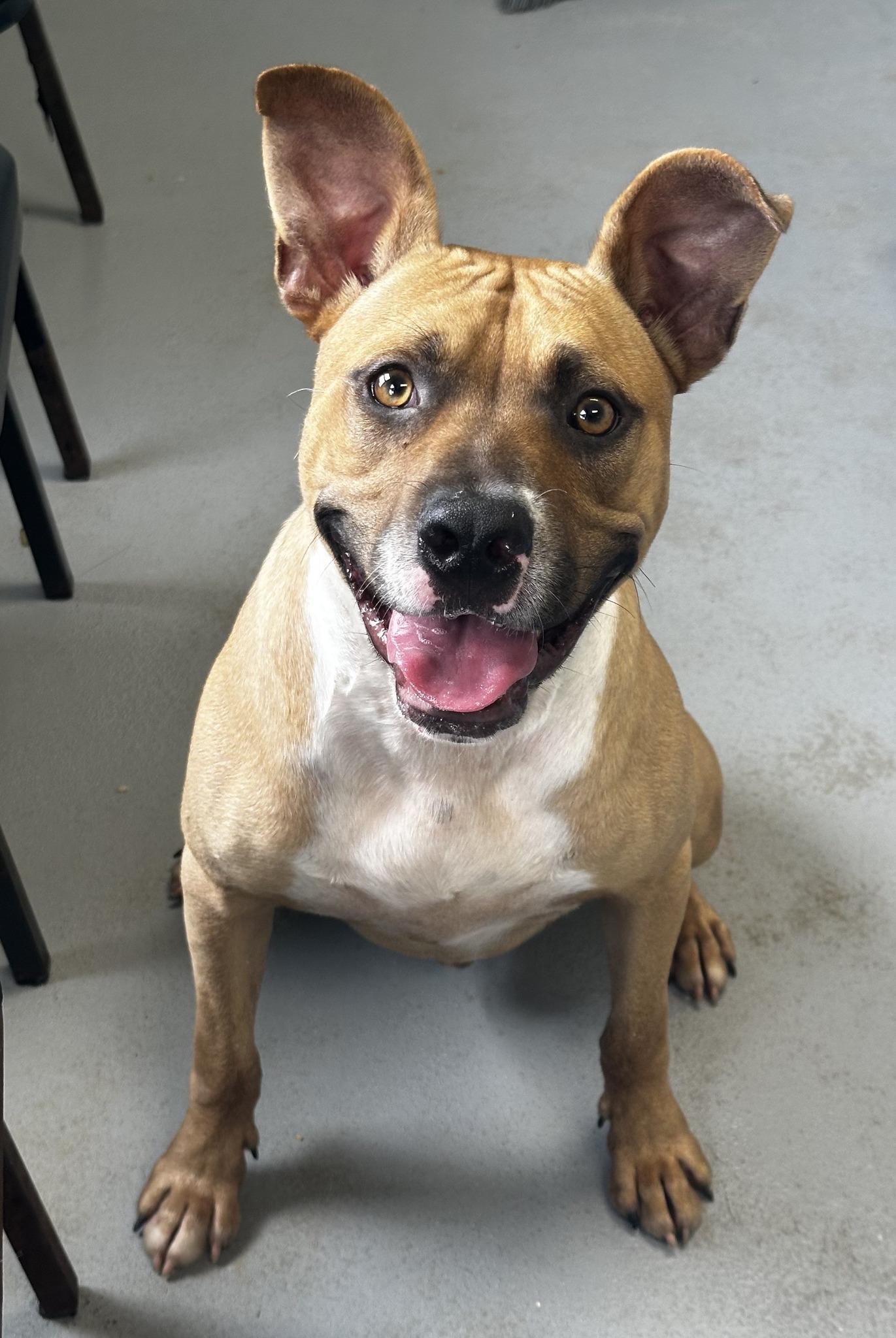 Smalls, a Adoptable mixed breed in Millfield, OH image 2/4